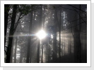 Die Sonne begrüßt den münstertäler Nebelwald [Quelle: Herbener]