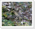 "Weggeschobener" Grenzstein am Bachlauf in Obermünstertal (Suchbild) "Weggeschobener" Grenzstein am Bachlauf in Obermünstertal (Suchbild)